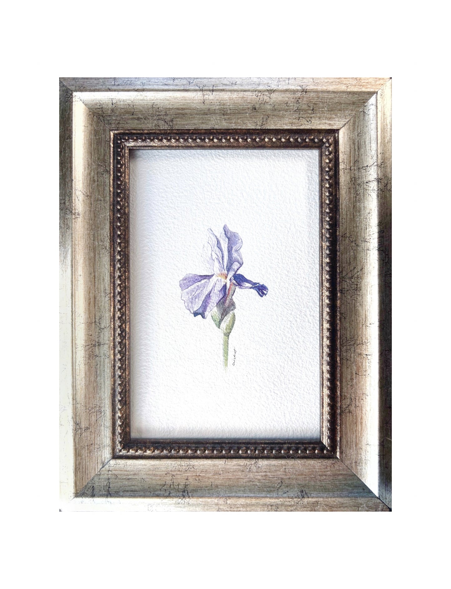 Iris Series: Lady Lavender | Framed Watercolor Original