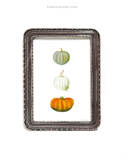 Pumpkin Trio  | 5 x 7 | Watercolor Original