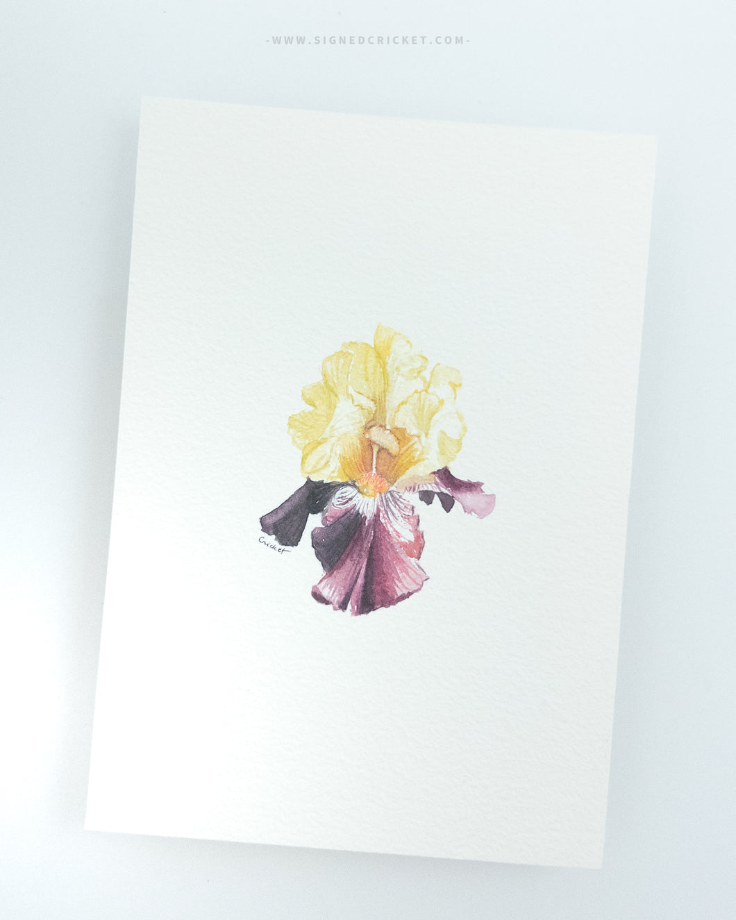 Iris Series: Her Majesty | 5 x 7 | Watercolor Original