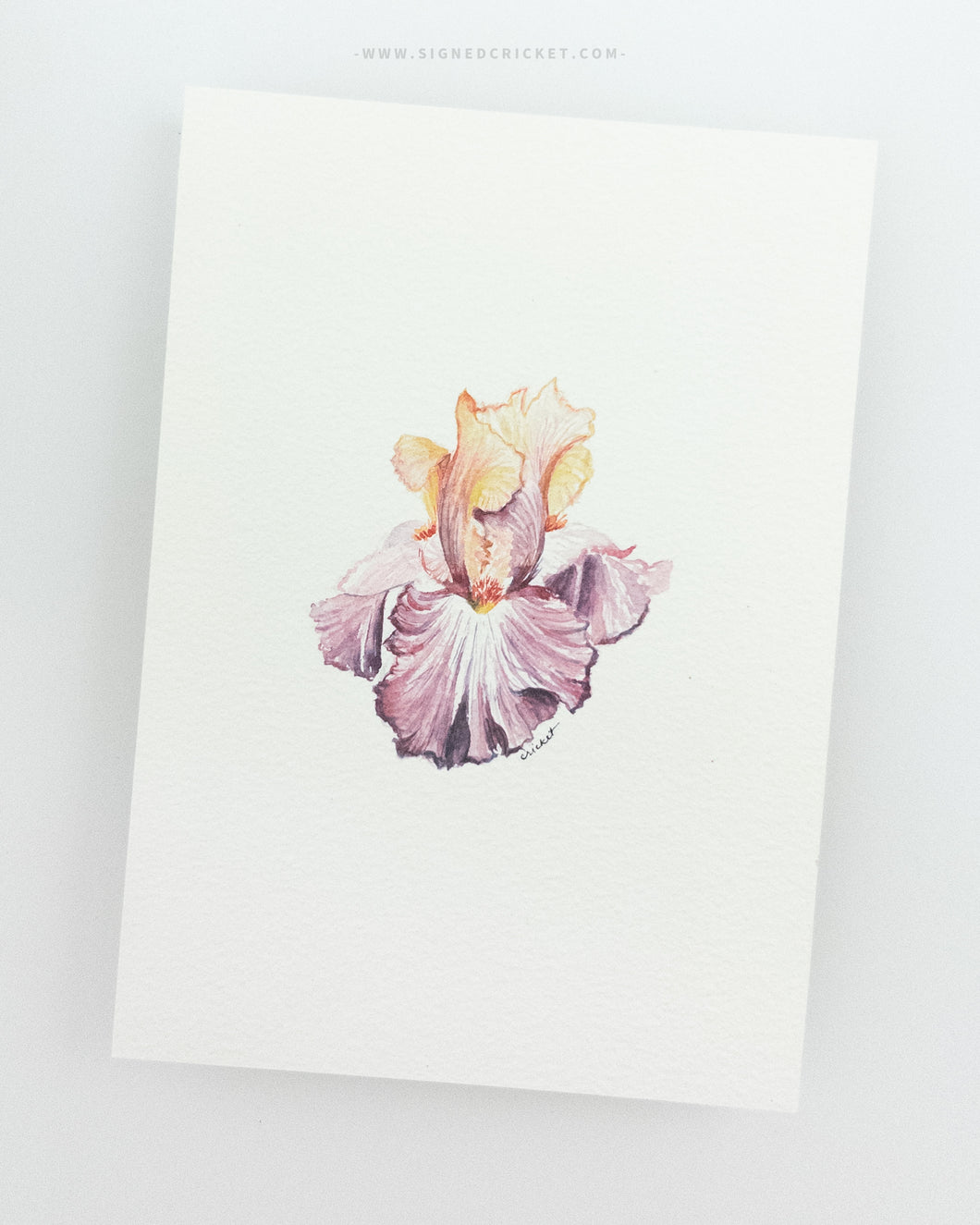 Iris Series: Baroness Lilac | 5 x 7 | Watercolor Original